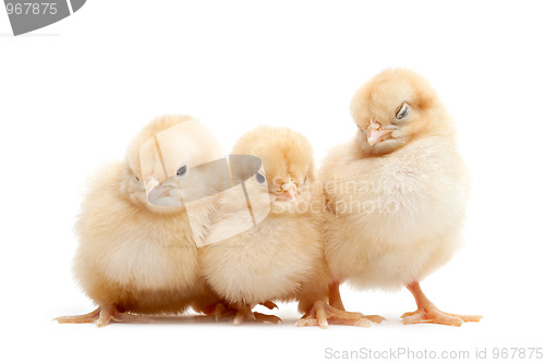 Image of three cute chicks isolated on white