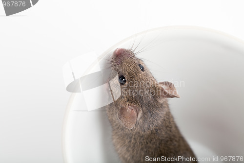 Image of mouse in a cup