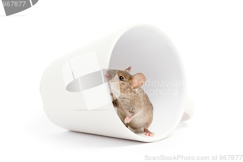 Image of mouse in a cup isolated on white