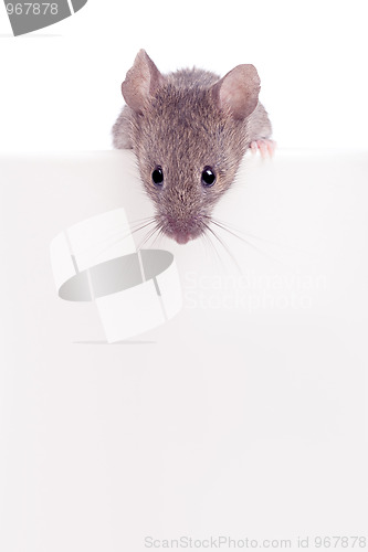 Image of Mouse looking over edge isolated