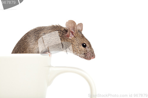 Image of mouse in a cup isolated on white