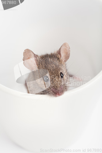 Image of mouse in a cup