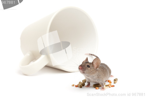 Image of mouse cup and food isolated