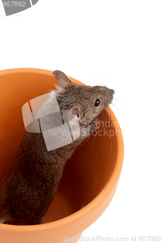 Image of mouse in pot isolated on white