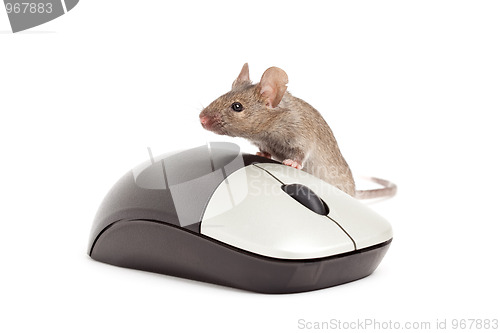 Image of mouse isolated on white