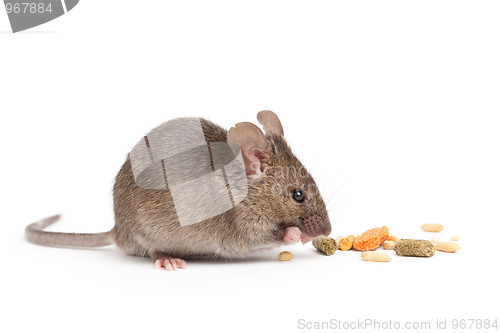 Image of cute mouse eating isolated on white