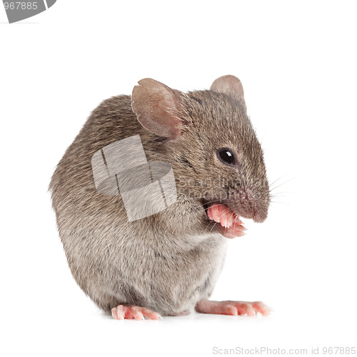 Image of evil mouse isolated on white