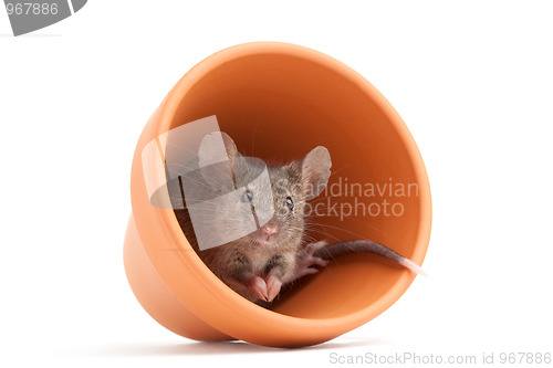 Image of mouse in pot isolated