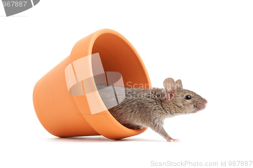 Image of mouse in a pot isolated on white