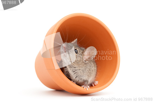 Image of mouse and pot isolated on white