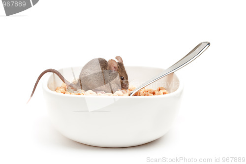 Image of mouse in cereal bowl isolated