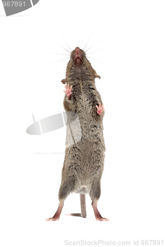 Image of mouse from below isolated