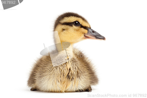 Image of duck isolated on white