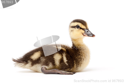 Image of ducking isolated on white - mallard