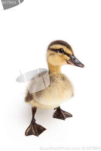 Image of duckling standing isolated on white
