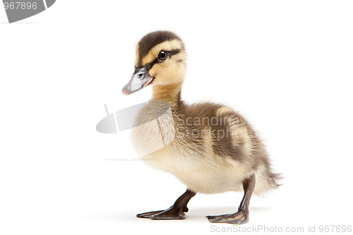 Image of baby duck isolated on white