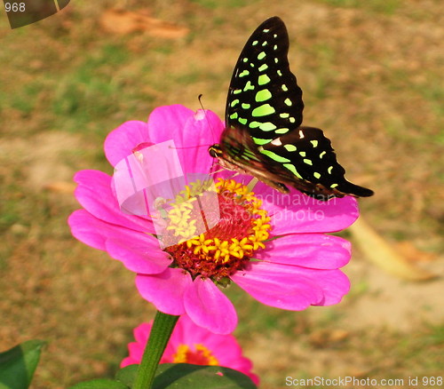 Image of Hungry Butterfly