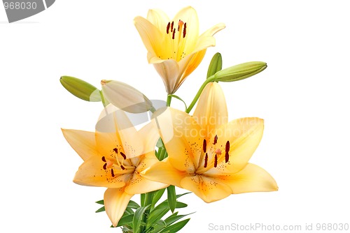 Image of Yellow lilies