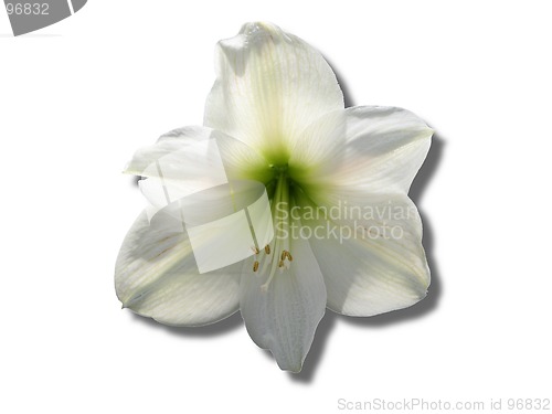 Image of white lily