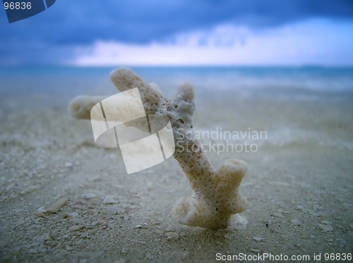 Image of piece of coral on the beach beside ocean