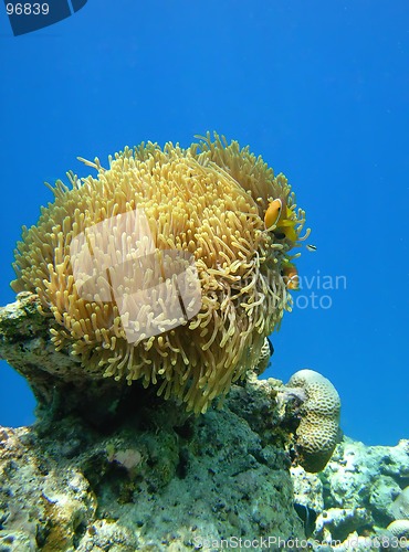 Image of anemone and clown fishes against blue water background