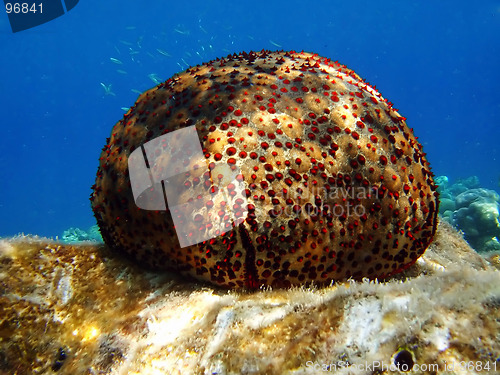 Image of Starfish lying on the seabed against blue water background