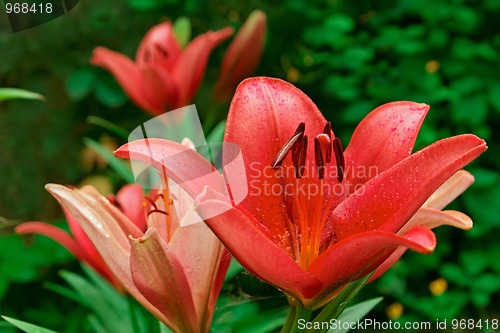 Image of Pink lily