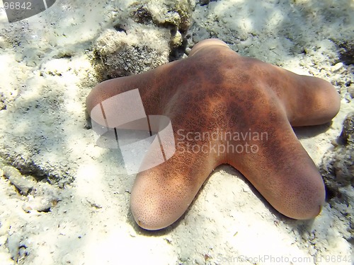 Image of Starfish lying on sandy seabed