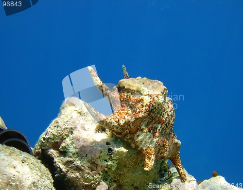 Image of spider seashell undewater against blue water background