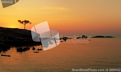 Image of Alone tree at sunset