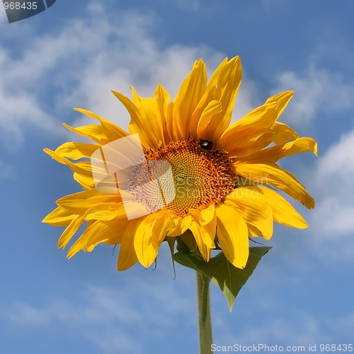 Image of sunflower