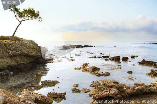 Image of tree and sea