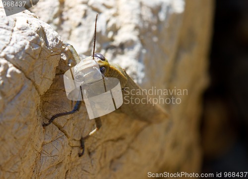 Image of Brown locust