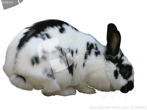 Image of rabbit