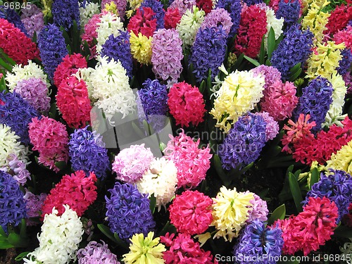 Image of Hyacinth