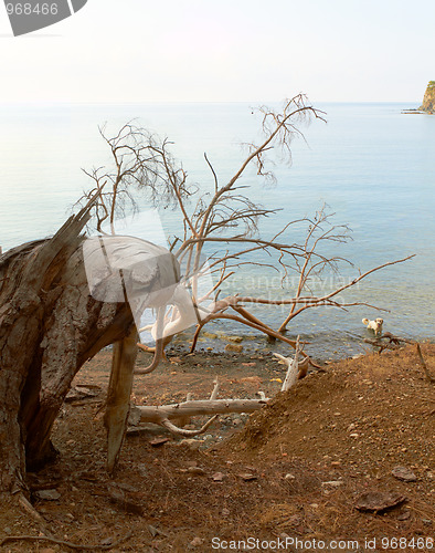 Image of Broken tree at sea coast