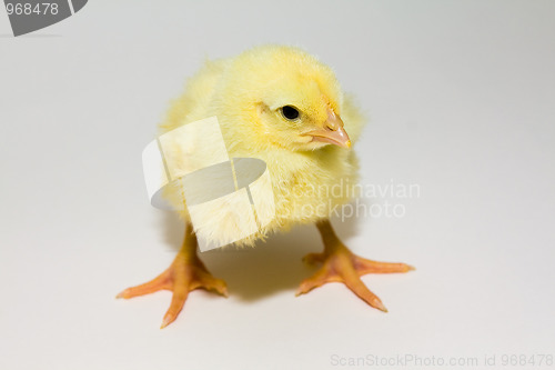 Image of Chicken