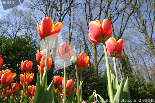 Image of red tulips