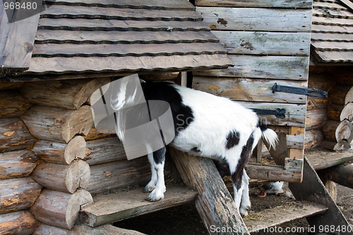 Image of Goat