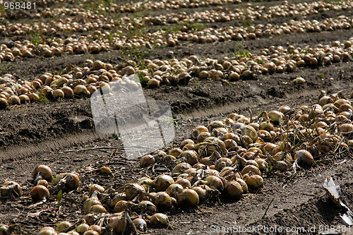 Image of The assembled onions