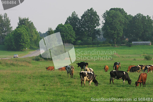 Image of Cows herd.
