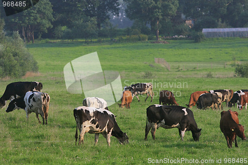Image of Cows herd