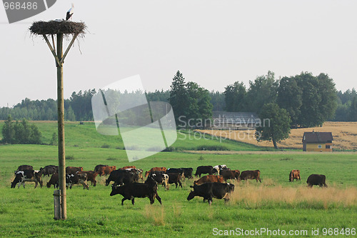 Image of Cows herd