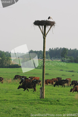 Image of Cows herd