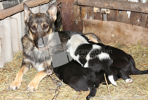 Image of dog and newborn puppies