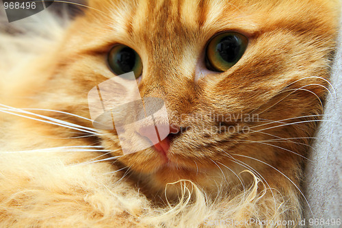 Image of bobtail red cat portrait