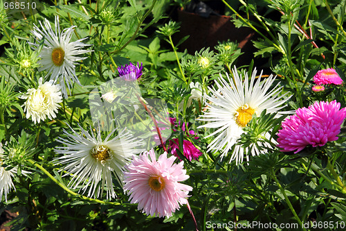 Image of aster flowers