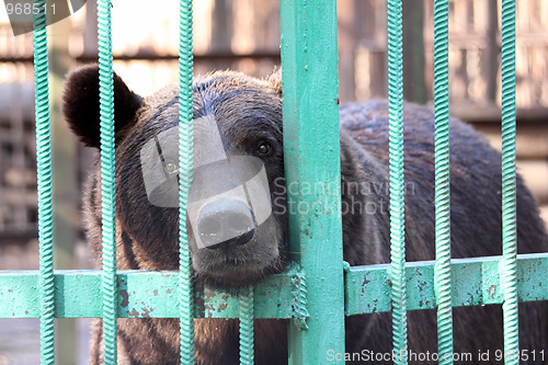 Image of bear closed in zoo cage