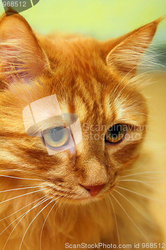 Image of bobtail red cat portrait