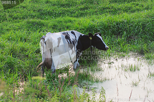 Image of Straggled cow